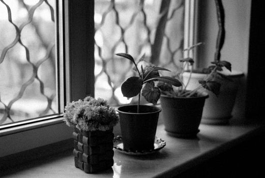 Monochrome image of potted plants on a windowsill with decorative bars and soft lighting.