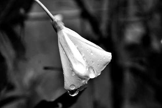 Macro shot of a flower with water droplets in grayscale, emphasizing texture and detail.