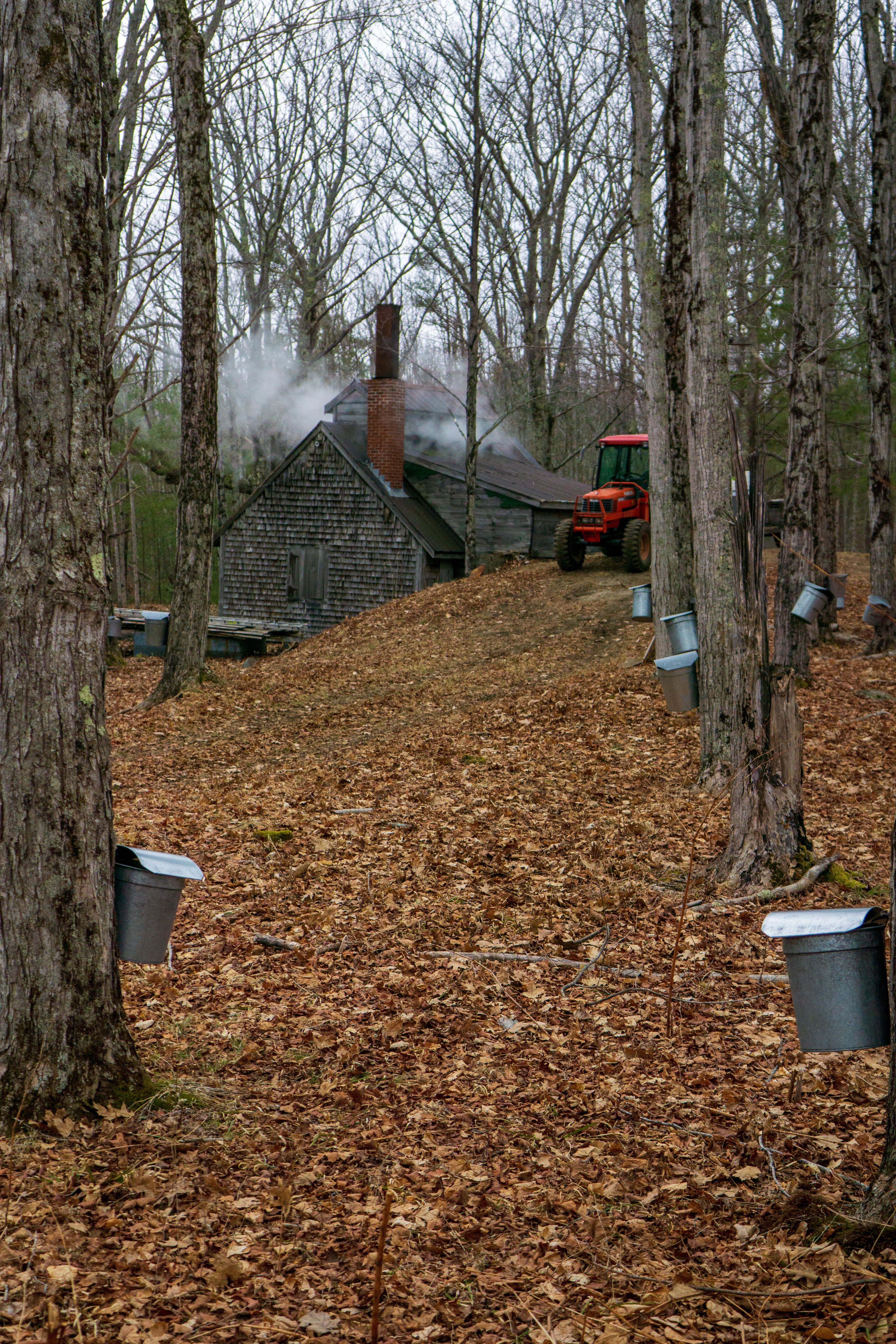 Collecting sap by bucket instead of tubing