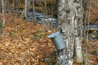 Gray Steel Bucket on Brown Tree Trunk
