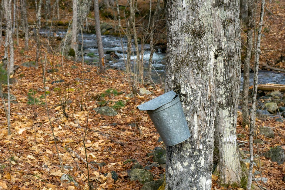 The Hidden Power Within Tree Sap