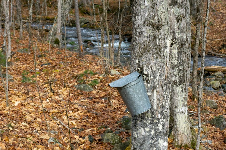 Metal Bucket With Lid On A Tree