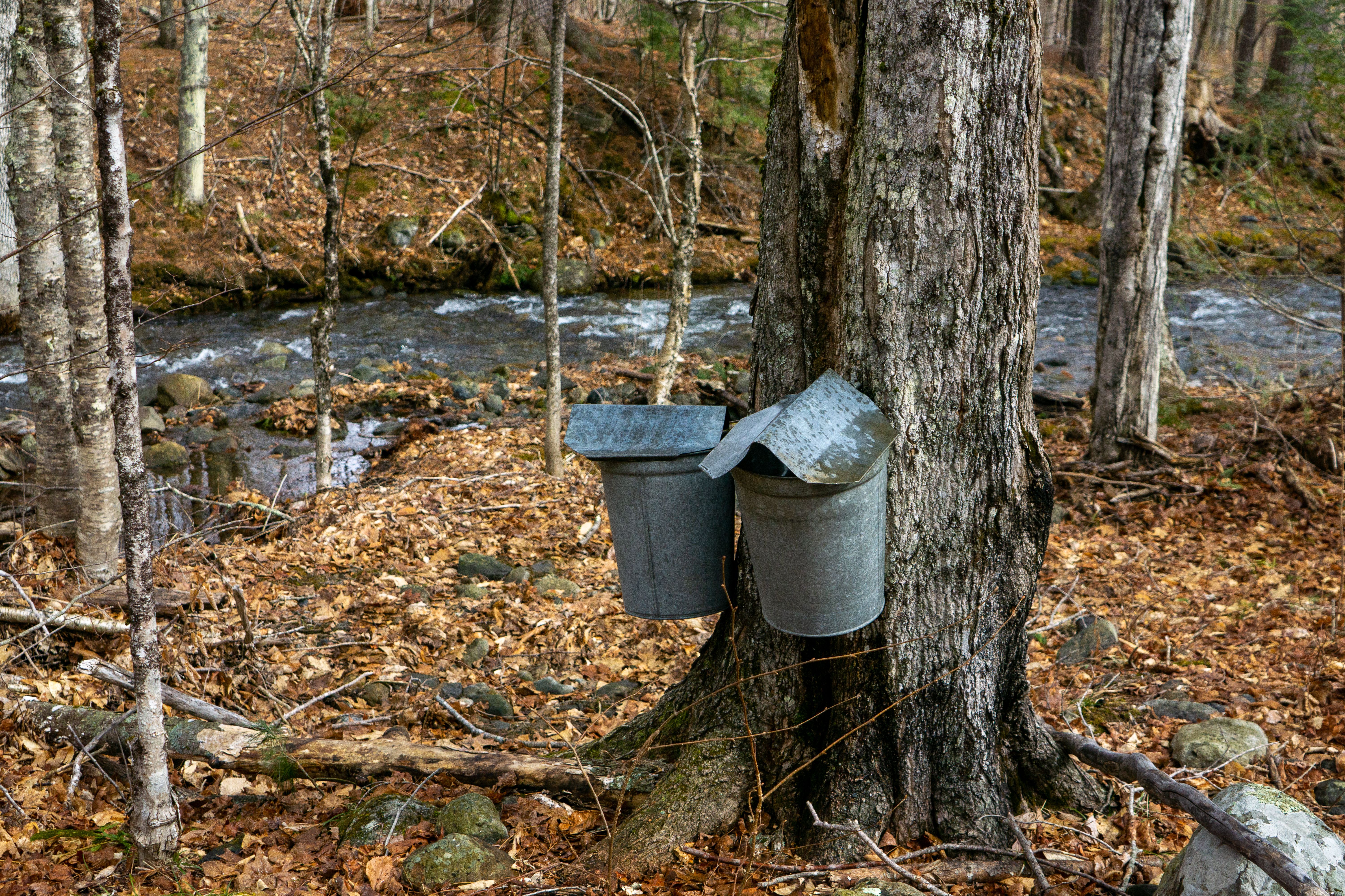 Maple Syrup Festival