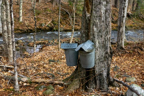 A Stainless Buckets on Tree Trunks Near the River