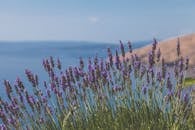 在清澈的蓝天下，美丽的薰衣草田可以看到海景