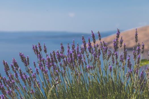 在清澈的蓝天下，美丽的薰衣草田可以看到海景