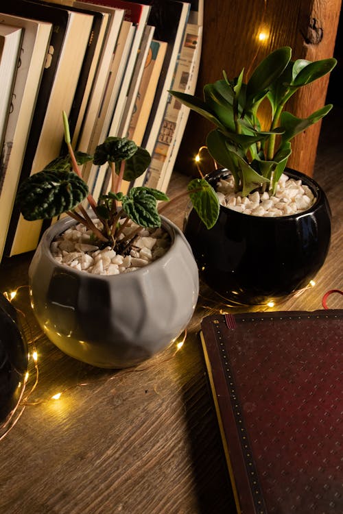 Indoor Plants on Ceramic Vases Besides Books