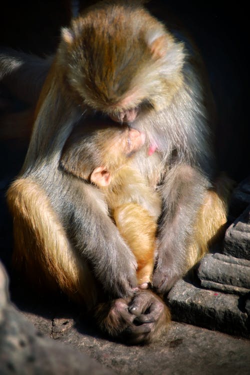 Monkey and monkey baby sleeping with sweet dreams😴💭