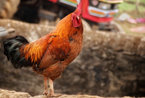 A Chicken with Brown and Black Feathers