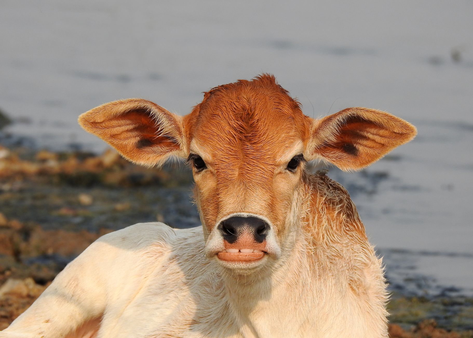 Healthcare and wellness consultation for a cow