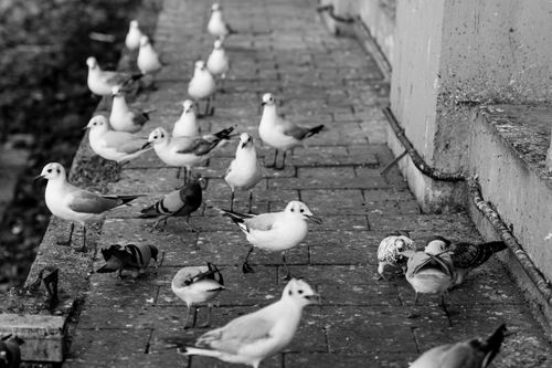 Free A grayscale image of a seagulls flock on a stone path by the seaside, creating a tranquil scene. Stock Photo