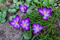Purple or violet young crocuses flowers growing in spring garden on sunny day. Many small croci flowers with yellow stamens in the fresh green grass.