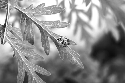 Free Grayscale Photo of Ladybug on Plant Stock Photo