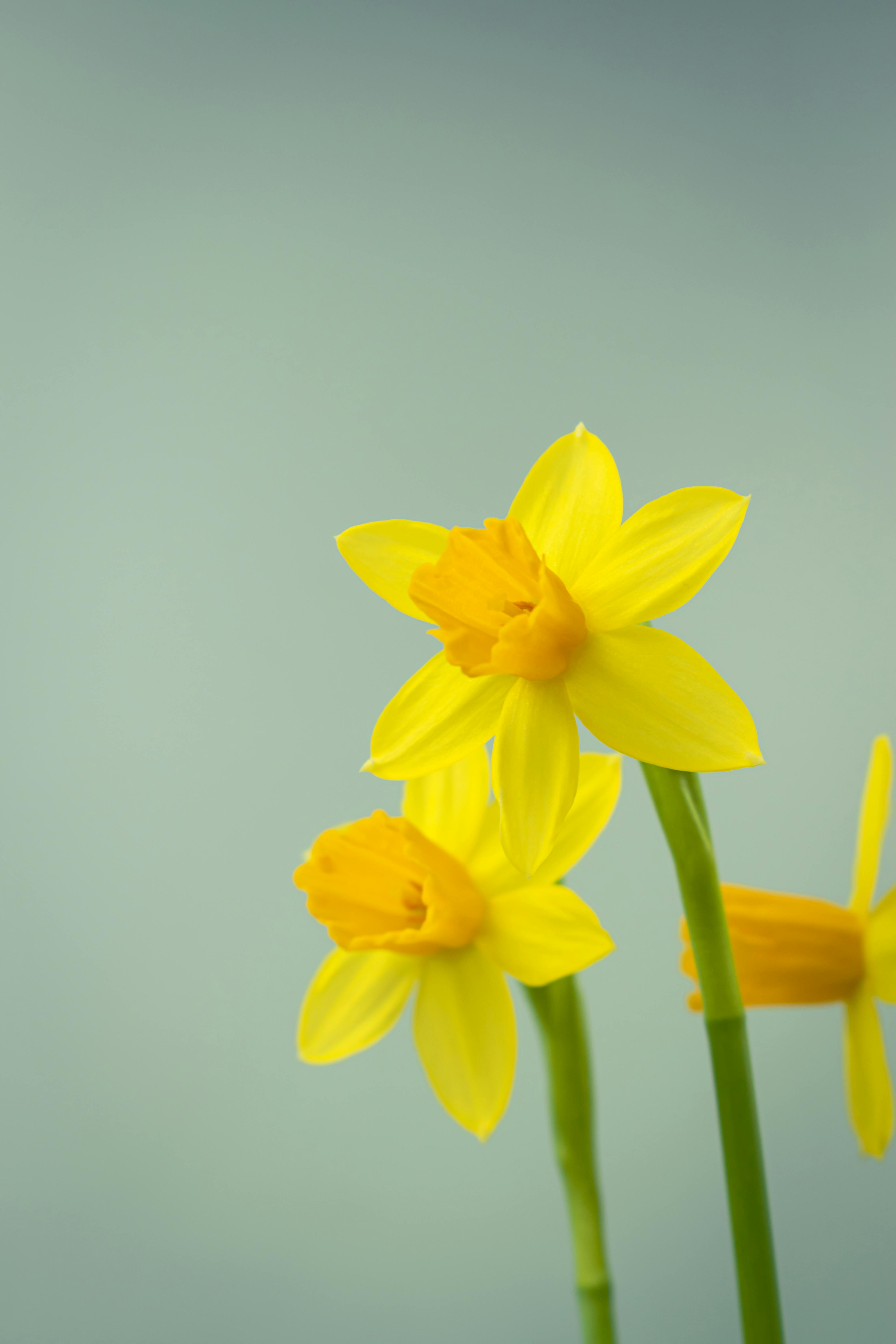 Fresh flowers daffodils desktop Wallpaperfree  Daffodils First flowers  of spring Daffodil flower