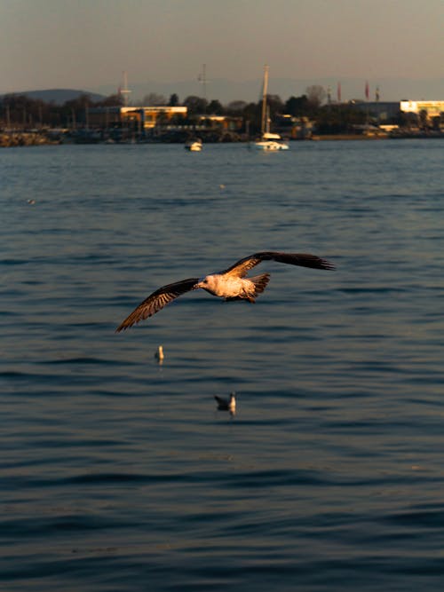 Gratis stockfoto met gebied met water, meeuw, oceaan