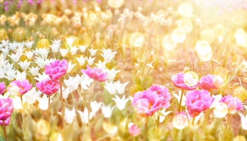 4k flowers background wallpaper