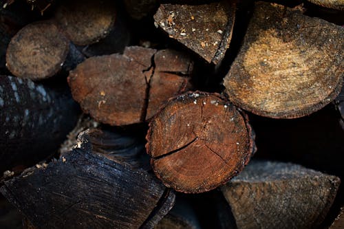 Free Stack of Wood Logs Stock Photo