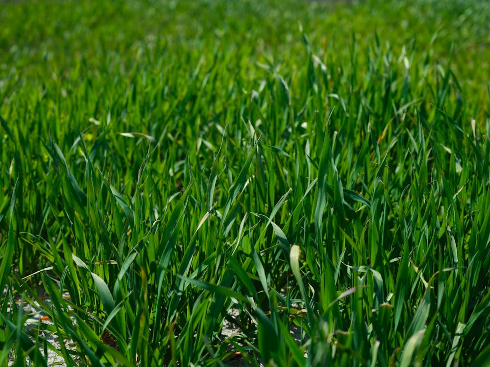 A Close-up Shot of Green Grass