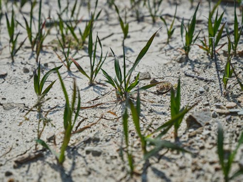 Green Sprouts on Dirt Ground