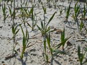 dried soil and green plant