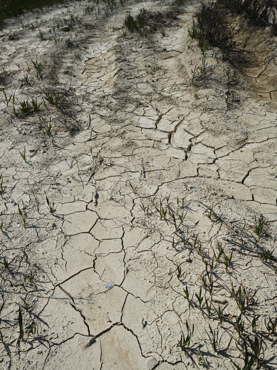 Een close-up van droge, gebarsten aarde met schaarse plantengroei, die de impact van droogte aantoont.