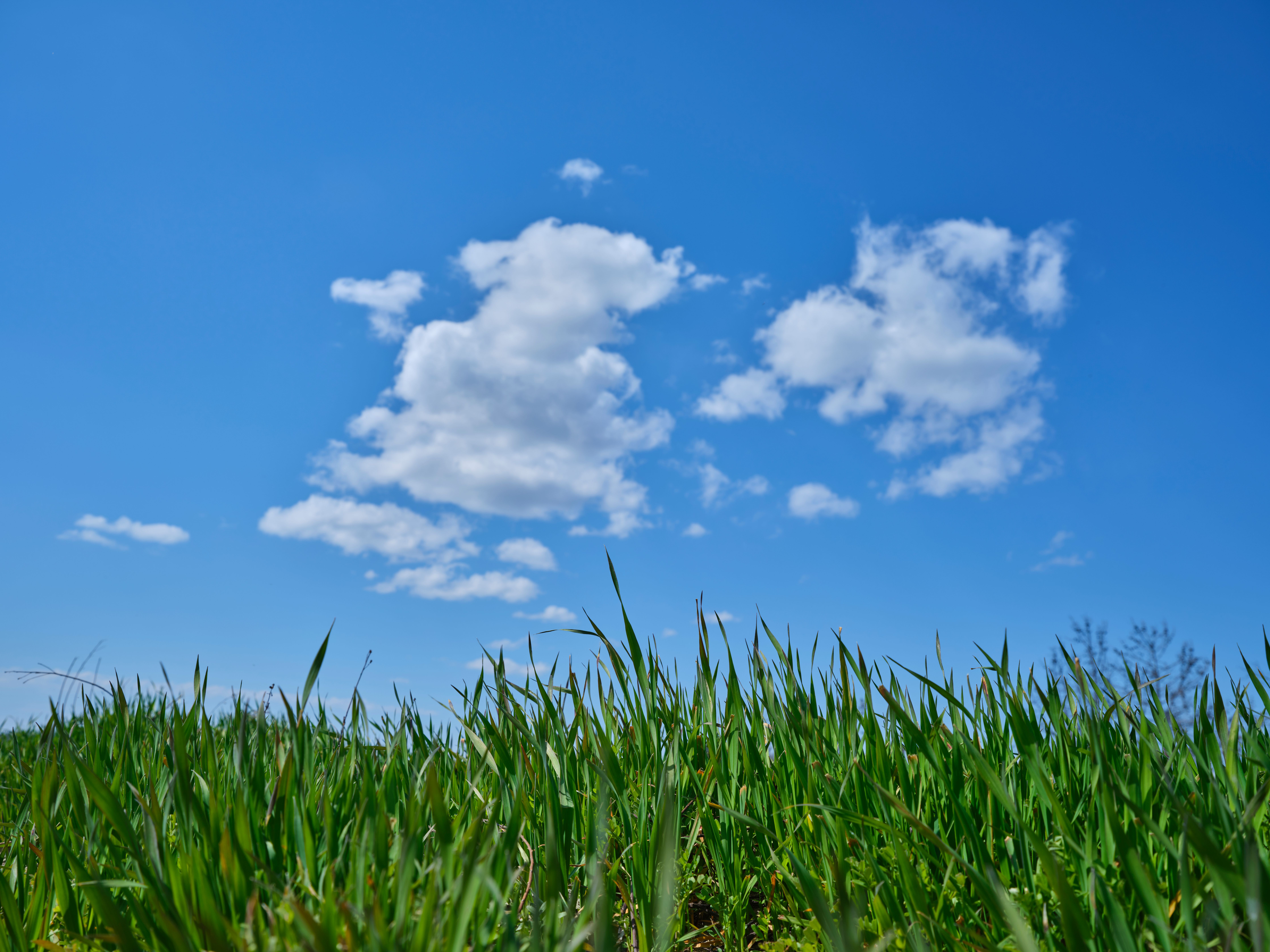 A Green Grass Field Under the Blue Sky and White Clouds · Free Stock Photo