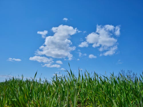 alan, beyaz bulutlar, bitki örtüsü içeren Ücretsiz stok fotoğraf
