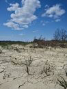 dried soil surface in a field