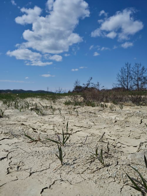 Free A dry landscape of cracked earth with sparse vegetation under a blue sky with clouds. Stock Photo