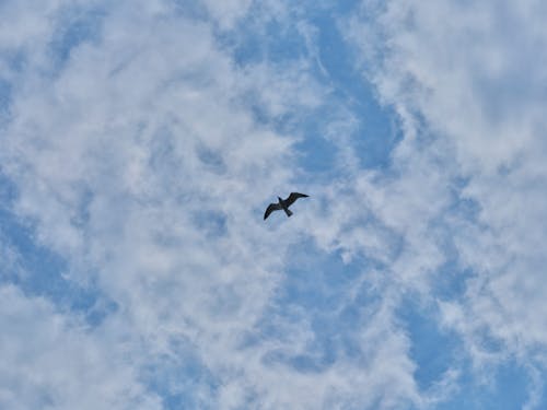 구름, 날개, 날으는의 무료 스톡 사진