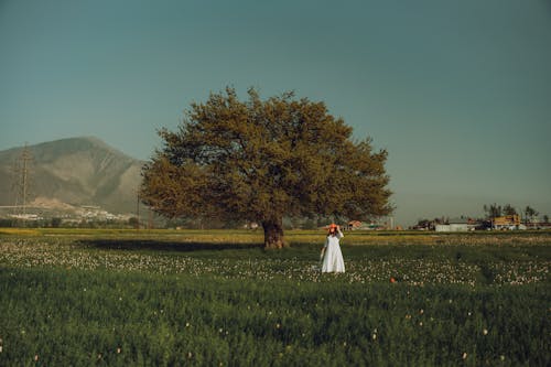 Free A Woman in White Dress Standing on the Field Near the Tree Stock Photo