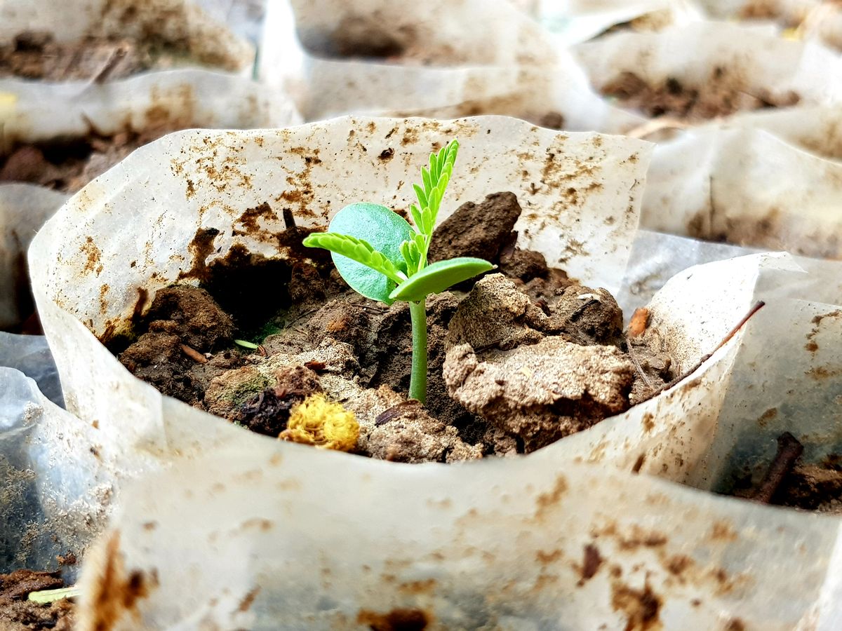A new seedling sprouting in rich soil, representing starting an online business from nothing
