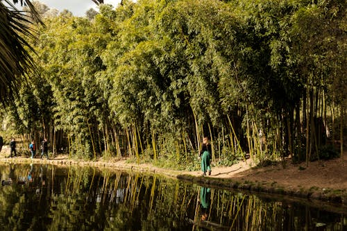 Woman Walking on Lakeside Beside Bamboo Trees