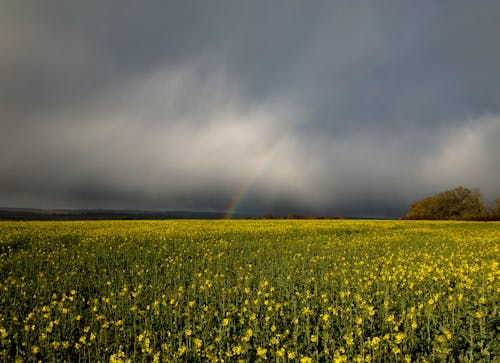 Imagine de stoc gratuită din câmp, cer cenușiu, creștere