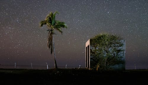 Coconut Tree Under Starry Sky