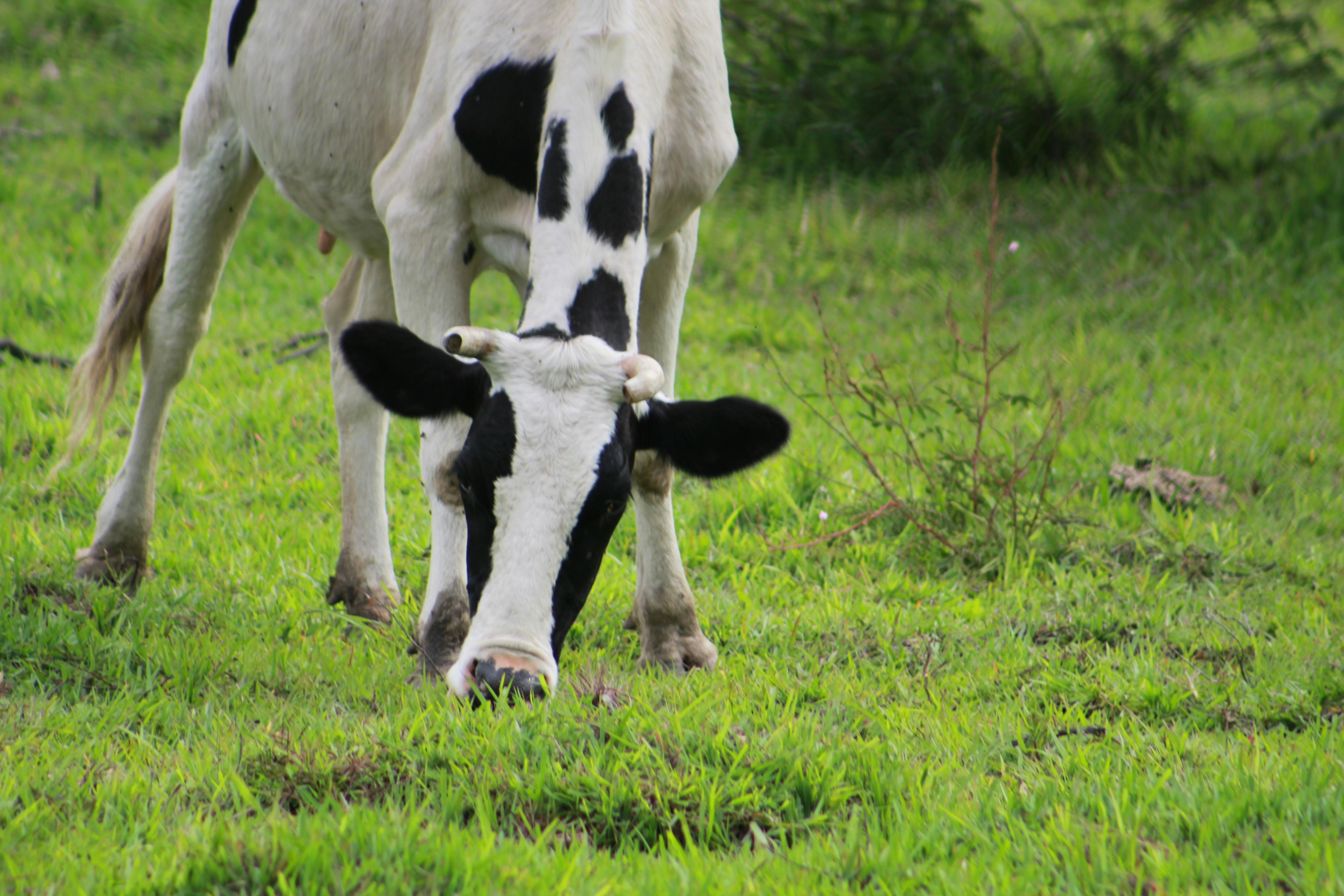 Free stock photo of cow, cows, green