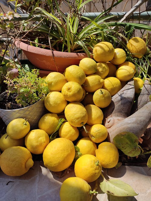 Základová fotografie zdarma na téma čerstvý, citrony, citrusové ovoce