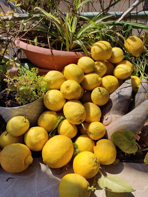 Free Vibrant yellow lemons with green leaves in potted plants, captured in Haifa. Stock Photo