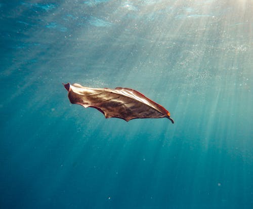 Withered Leaf Underwater in the Sea