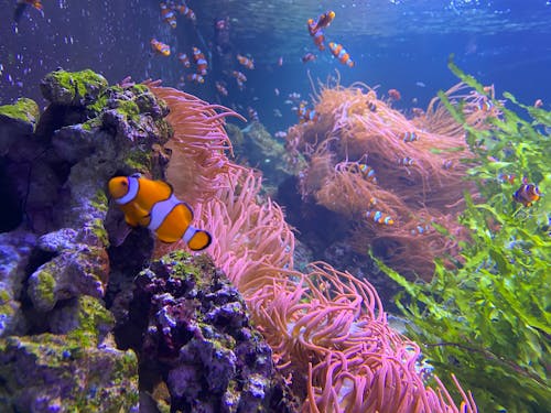 Free stock photo of aquarium, clownfish, coral reef