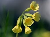 Yellow Daffodils in Bloom