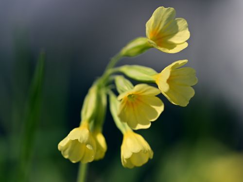 Free Vivid close-up of blooming yellow cowslip flowers, capturing their delicate petals against a blurred background. Stock Photo