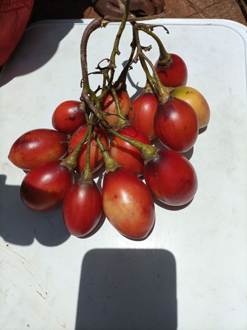 Free Tree Tomatoes Fruits Stock Photo