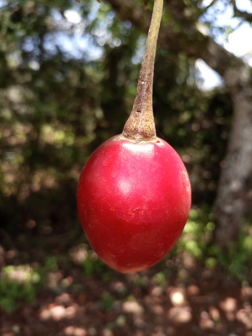 Free Tree Tomato Fruit Stock Photo
