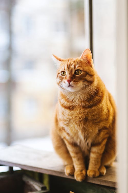 주황색 줄무늬 고양이의 선택적 초점 사진