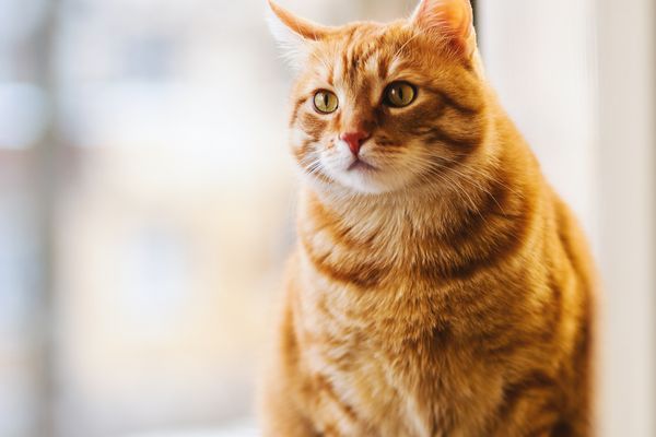 Curious cute tabby cat looking at camera