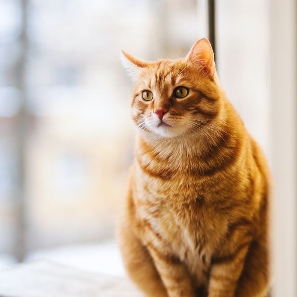Playful cat stretching paws safely at home