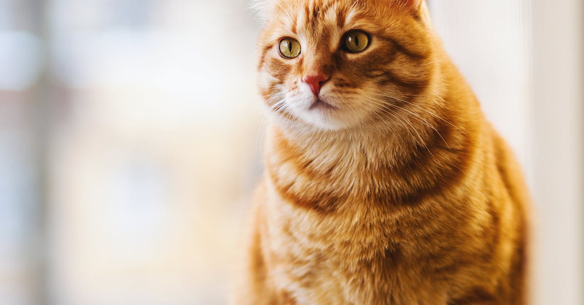 S čím sa dá skombinovať mačka v malej alchýmii?