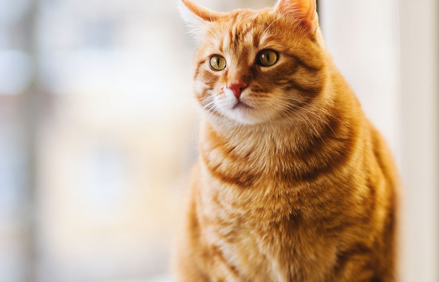 Comment reconnaître un animal en détresse et réagir efficacement