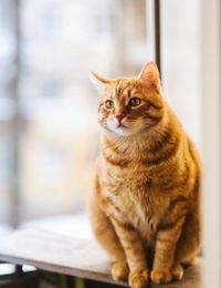 Ginger cat
